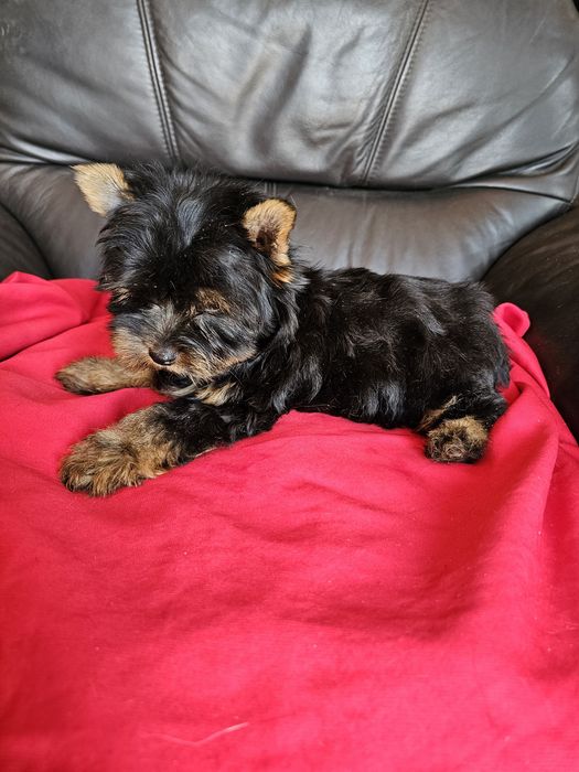 York terrier carier piekny  piesek