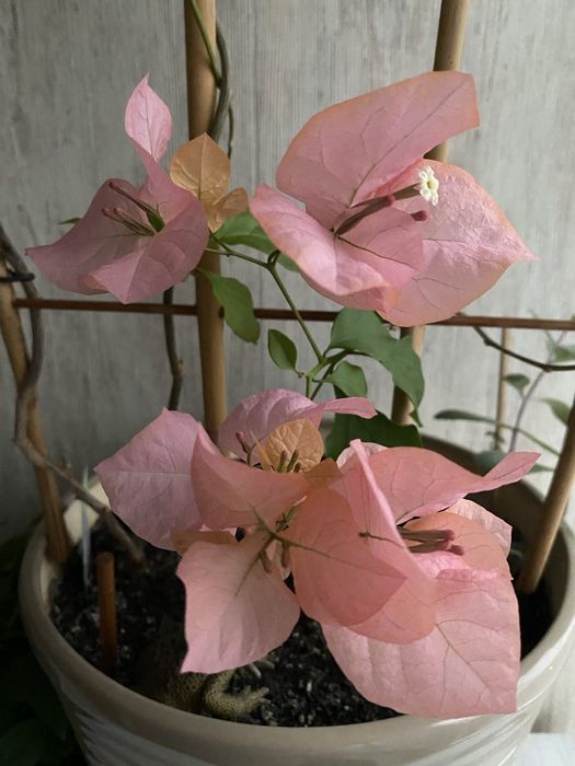 Бугенвілія, вазон, кімнатні рослини