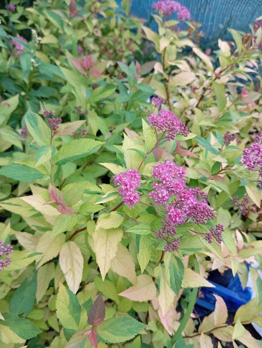 Гортензії, спірея японська