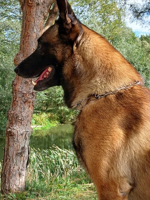 Кобель Малінуа. Вязка. Бельгійська вівчарка.