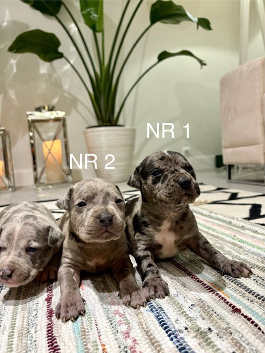 Merle American Staffordshire Terrier