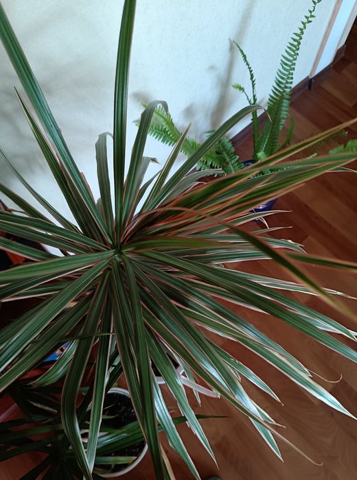 Драцена , кімнатна рослина, вазон для офісу, керамічний горщик