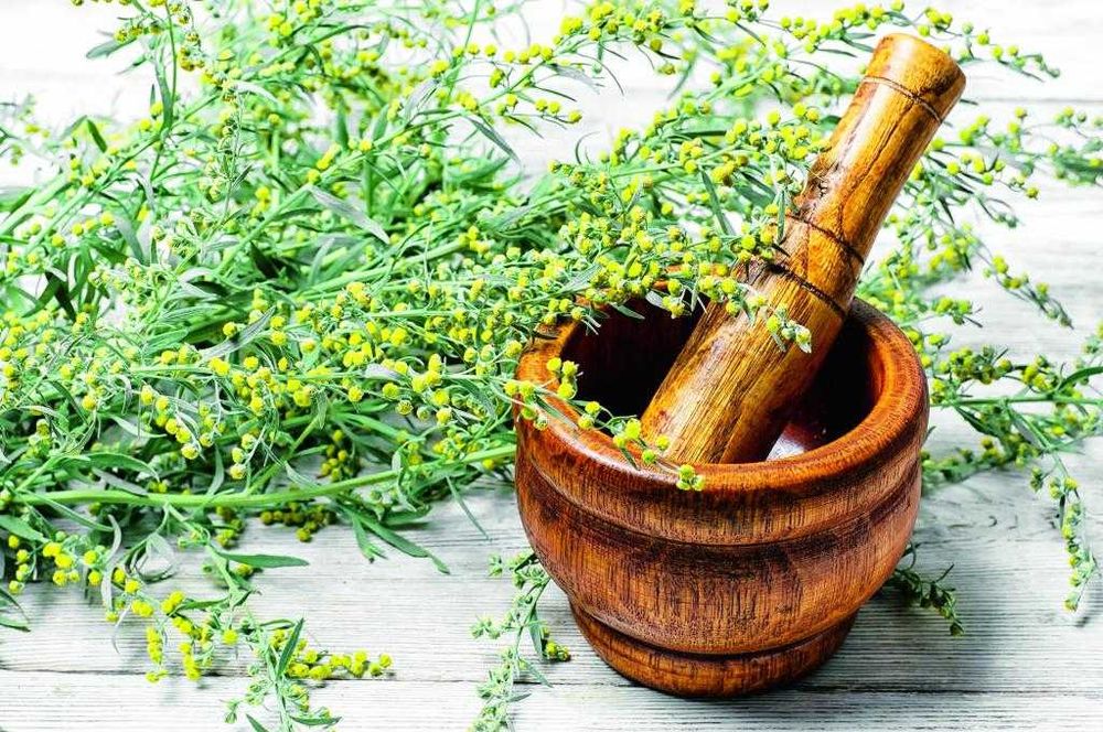 Цвет Полыни горькой