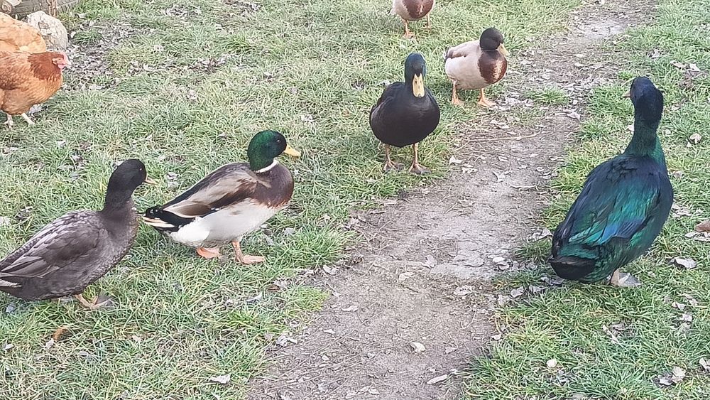 kaczki krzyżówki kajugi mieszane