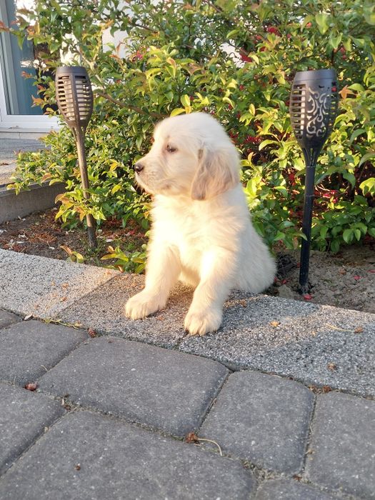 Goldeny, Golden Retriever.