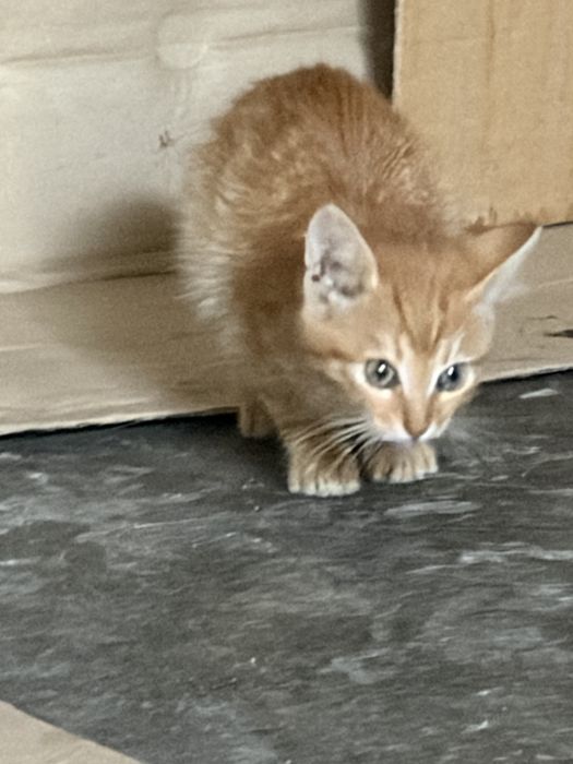 Риже кошеня ( 2, 5міс, хлопчик) шукає сімʼю