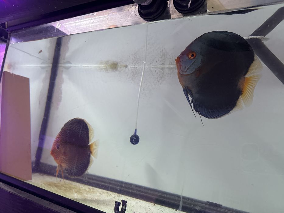 Casais de discus