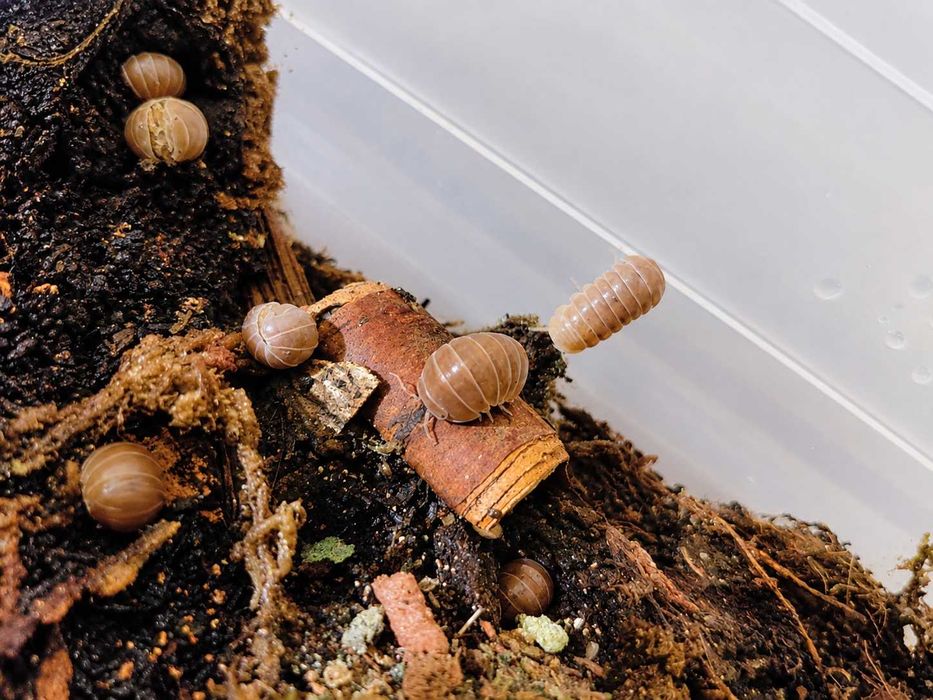 Armadilium officinal brown 10 sztuk - Isopody, równonogi, prosionki