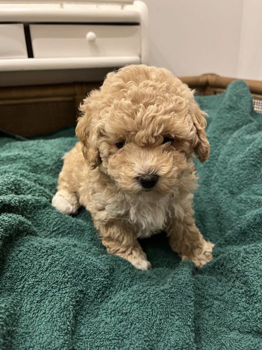 Szczeniak suczka Bischpoo