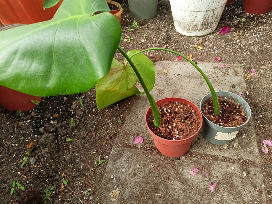 Monstera zielistka