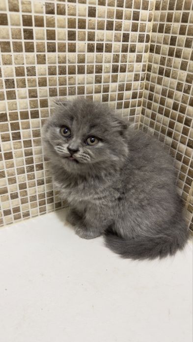 Scottish fold com 2 meses