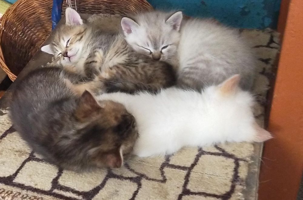 Кошенята 2 д,2 хл.