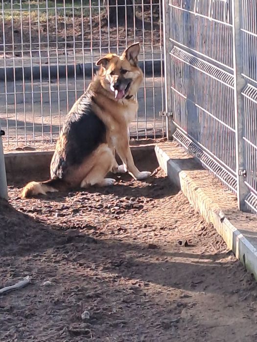 Fajna sunia Atenka Szuka domku