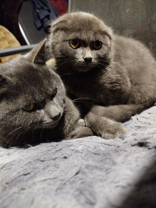 Шотландські кошенята