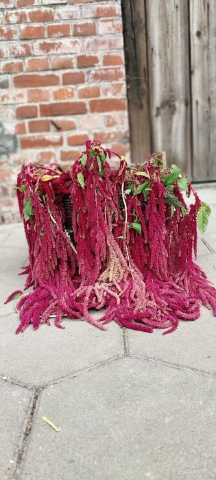 Szarłat zwisły 10 szt. pęczek amarantus suszony