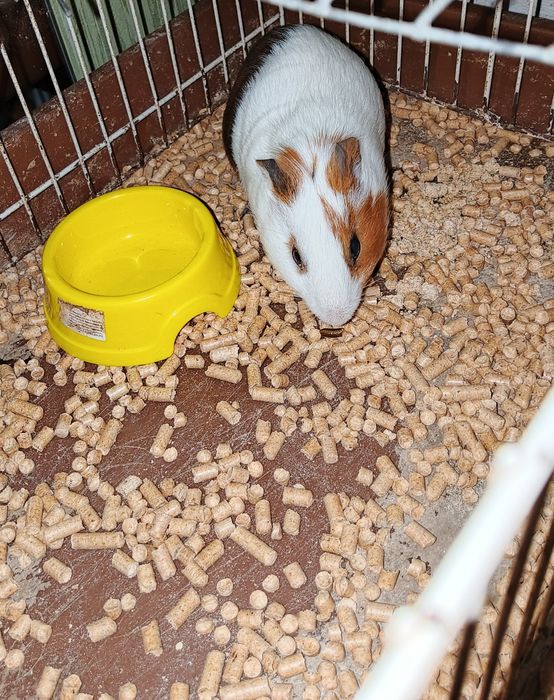 Морська свинка ...