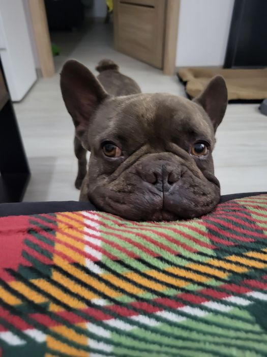 Oddam w dobre ręce