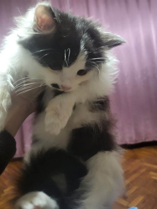 безкоштовно кошеня 2 місяці