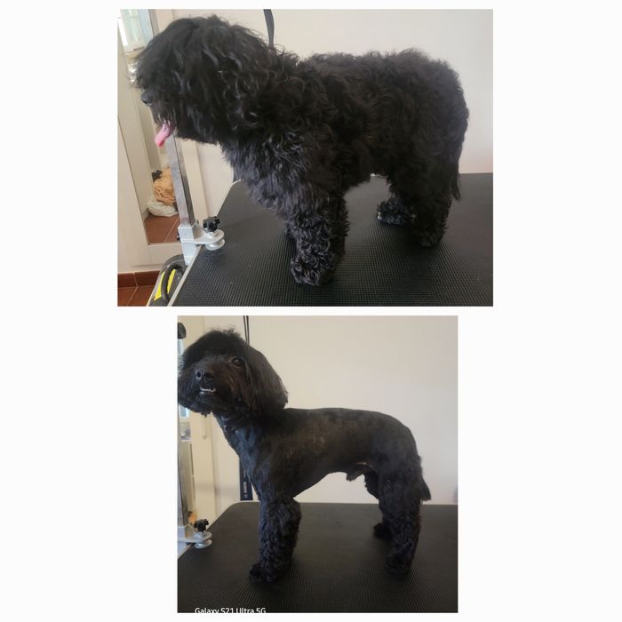 Cadela e cao para adoção
