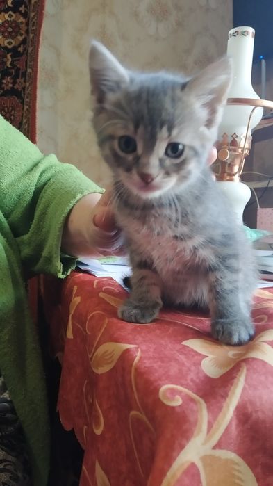 Ищу любящие ручки для 2-х замечательных котеек