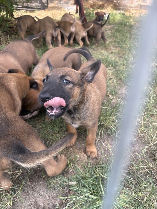 Owczarek Belgijski Malinois