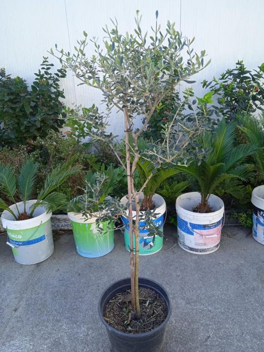 Vendo oliveiras bonitas para jardim