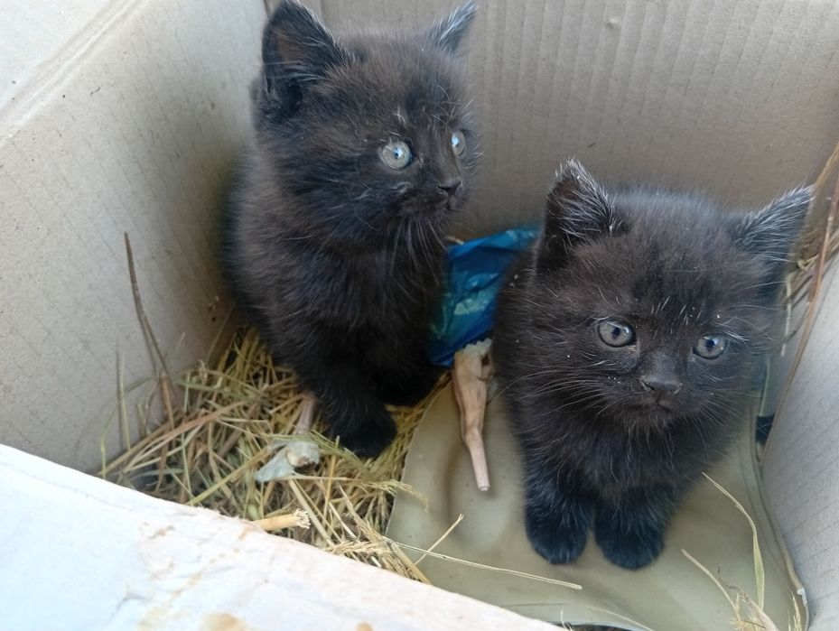 Котики в добрі руки