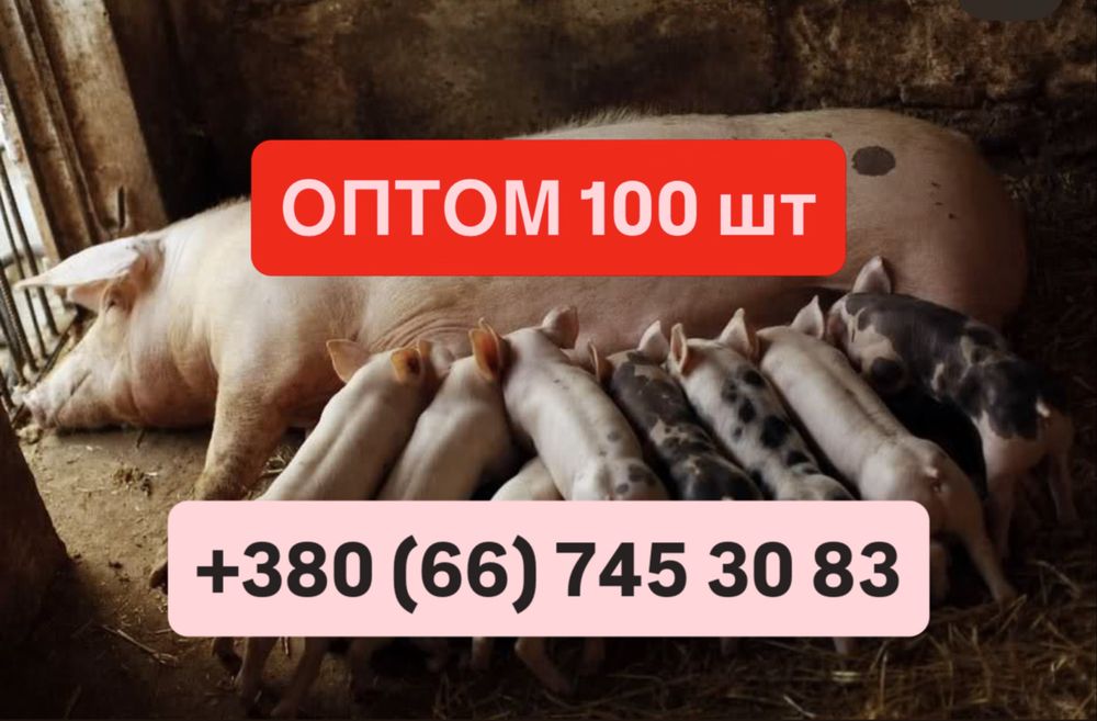 Поросята малі ОПТ / 100 шт