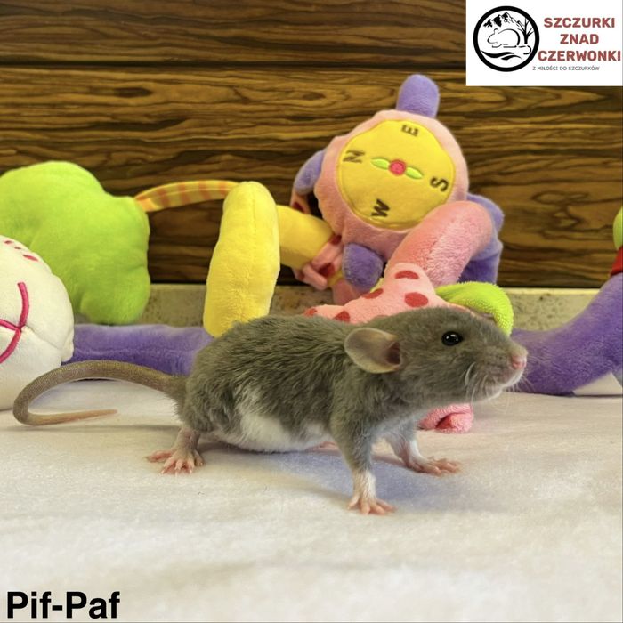 Piękne szczurki dumbo rex miot P szczur szczury szczurki