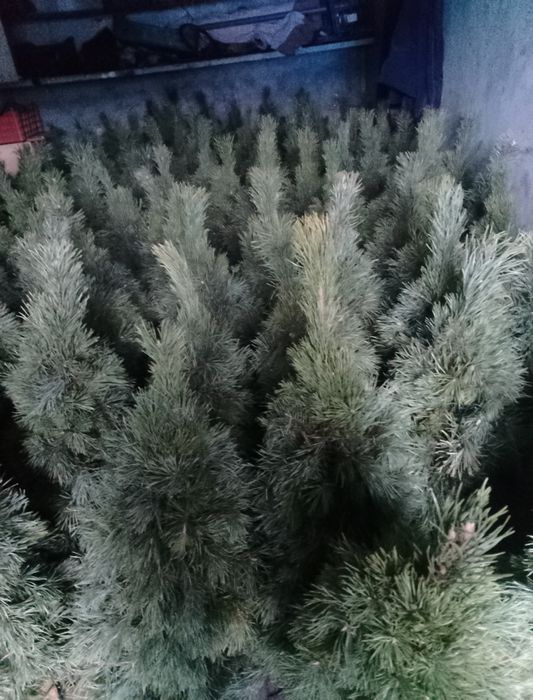 Продаються новорічні плетені ялинки натуральні