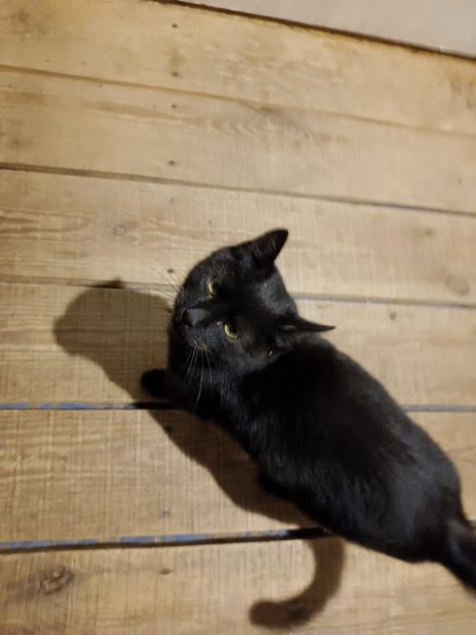 Гарні котики в добрі руки