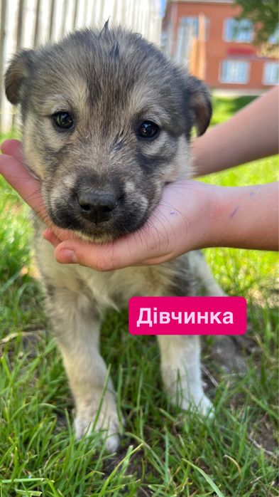 Віддам у добрі руки цуценят