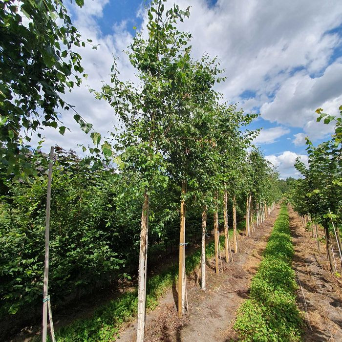 Duże drzewa alejowe Jarząb Klon Lipa Katalpa