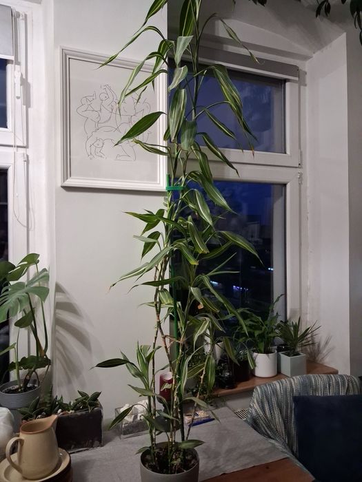 Dracena sanderiana
