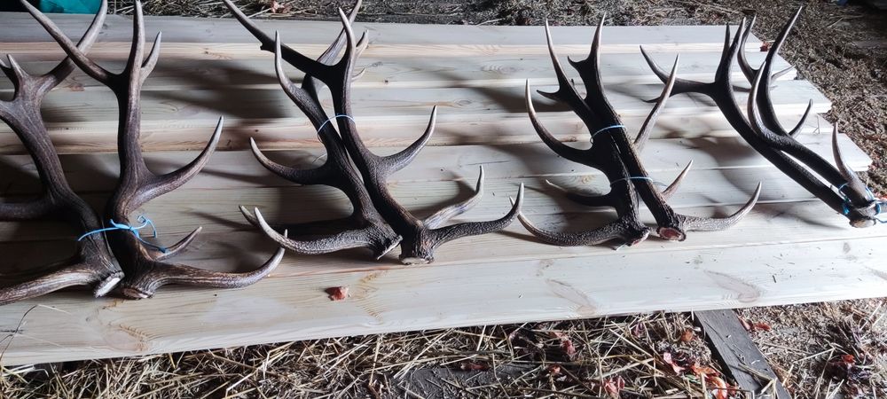 Продам Рог Оленя