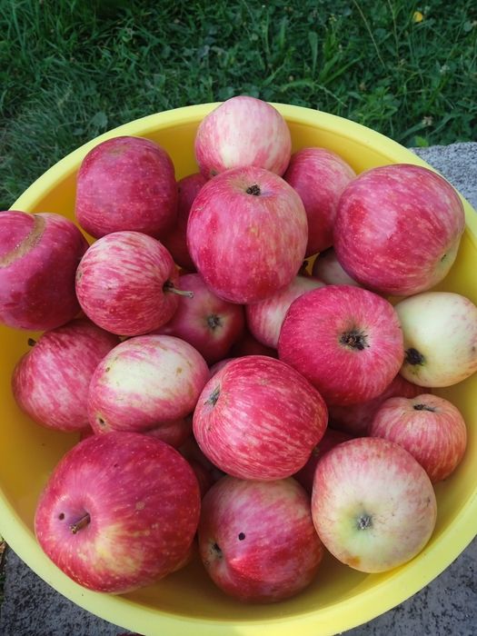 Продам чорнослив і сушку з яблук.