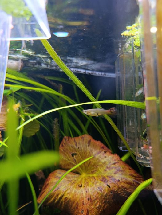 Guppys variados adultos e crias