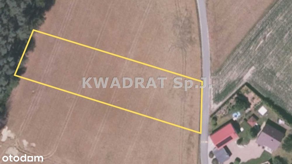 Duża działka pod lasem (2999 m²)– Grabów Wójtostwo - Widok 3
