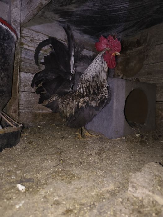 Liliputy  koguciki niebieski i pomarańcz