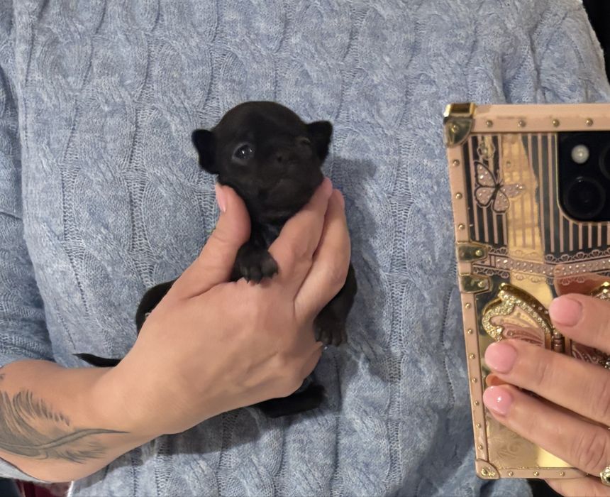 Chihuahua dziewczynka  malenka