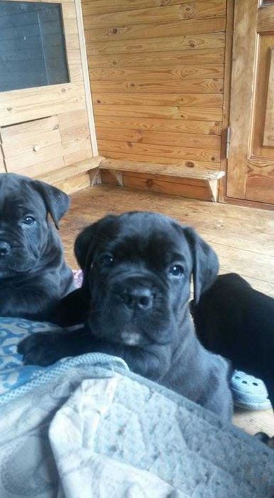 Кане корсо продаются