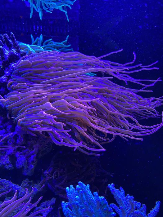 Морской аквариум