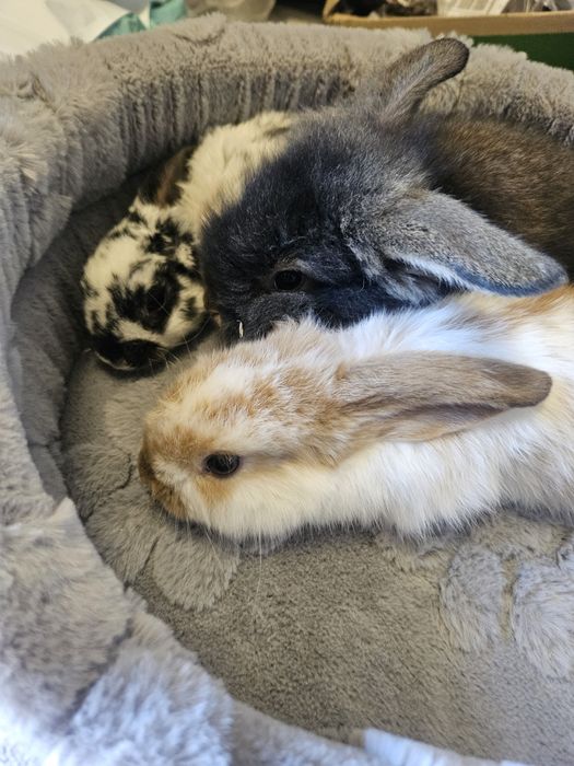 Króliki miniaturowe Mini Loop  Baranek. Sklep zoologiczny Rafa Kraków. Nowe