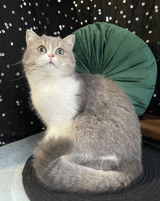 Шотландські котики