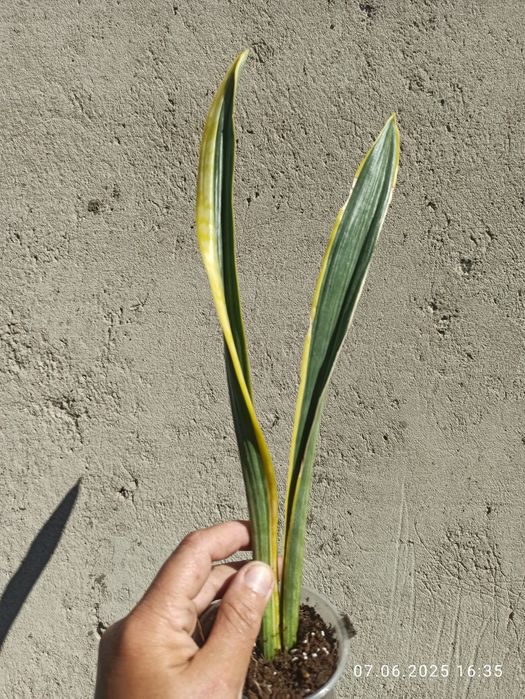 Сансевієрії Індонезія і Голандські