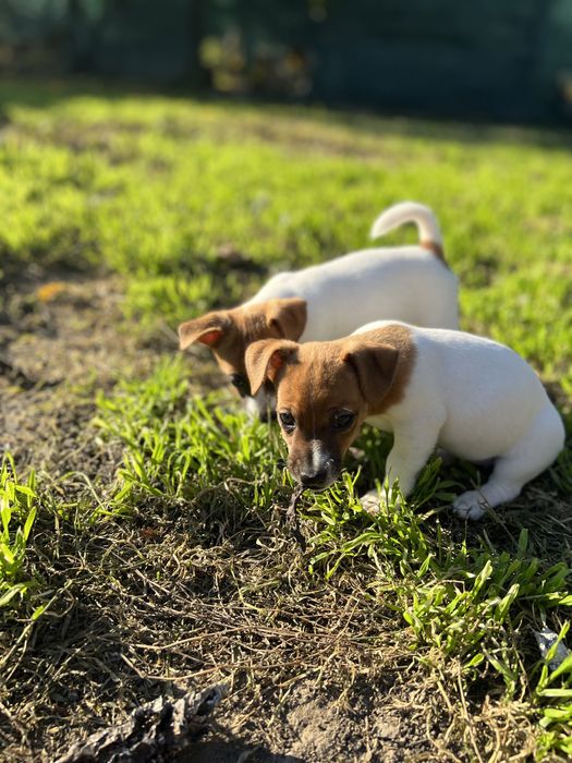 Маленька зірочка джек