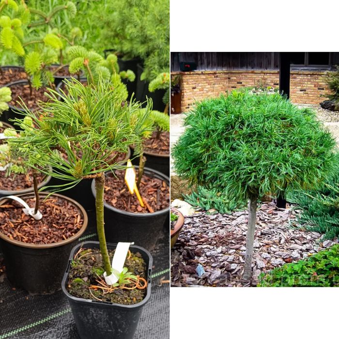 Сосни, ялини, ялиці