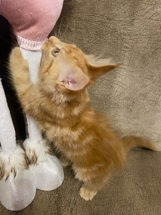 Кошечка породы Мейн-Кун