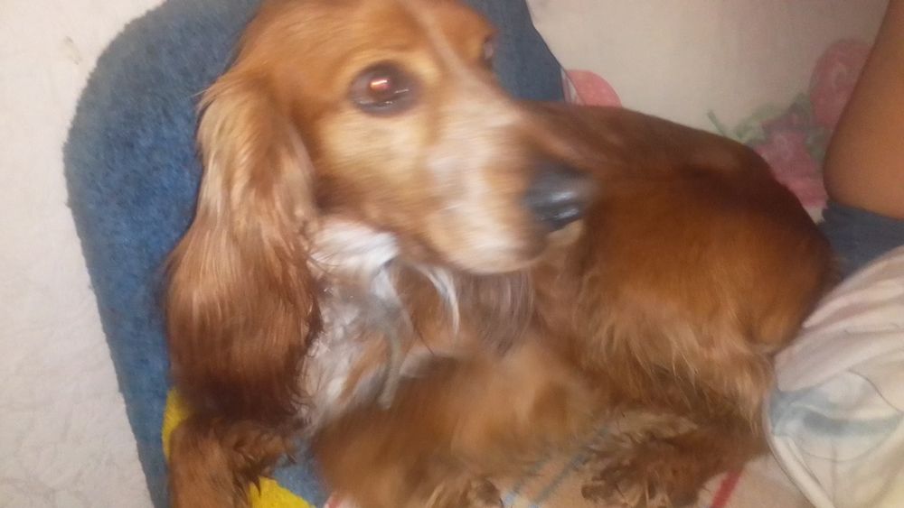 Продам собаку англійський кокер спанієль хлопчик