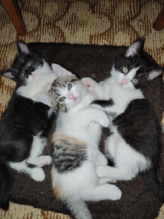красунчики кошенята